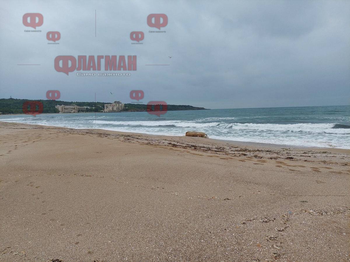 Морето край Шофьорския плаж изхвърли трупа на мъртва крава